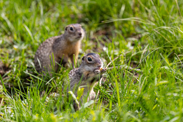 Obraz premium Speckled ground squirrel animal standing in the grass close up