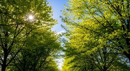 Obraz premium Sunlight filtering through the lush green foliage of a forest canopy.