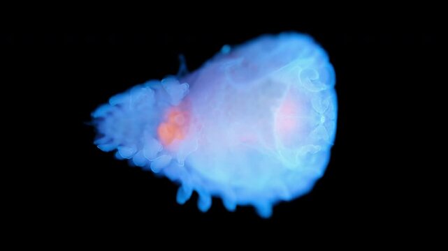 The parasitic isopod Eremitione hyndmanni under a microscope. The female with eggs. Under ultraviolet light. White Sea.