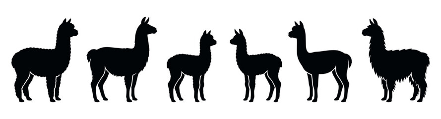 Fototapeta premium Six black silhouettes of llamas and alpacas in profile view, a graphic set of farm animals with different woolly coats and body shapes in a clean vector illustration style