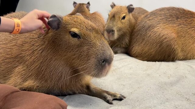 A child strokes Capybara Hydrochoerus hydrochaeris in the Capybara center