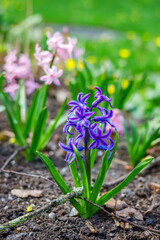 Single purple hyacinth blooming in garden soil with pink flowers and green grass background for spring botanical and gardening concepts