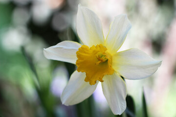 Fototapeta premium White daffodil flower