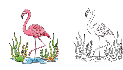 Cute pink flamingo bird coloring page and colored vector illustration. Tropical animal line art design for kids activity book with water plants and shells. © SHOHAG