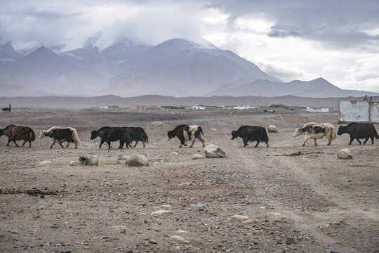 Domestic yaks graze in the morning in a pasture near houses in the village of Karakul in Tajikistan, in the Tien Shan highlands of the Pamirs, during cloudy, rainy weather