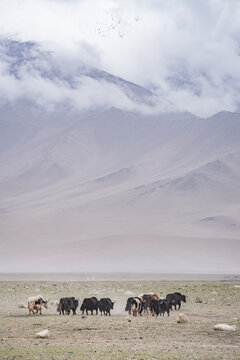 Yaks graze in the morning in a pasture in Tajikistan, in the Tien Shan highlands of the Pamirs, during cloudy, rainy weather. Domestic cattle graze in a pasture