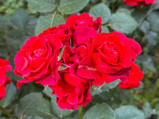 Fototapeta premium Vibrant red roses blooming in cluster with green foliage in garden setting