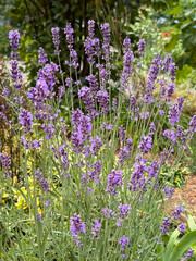 Obraz premium Purple lavender flowers blooming on tall stems in a sunny garden landscape