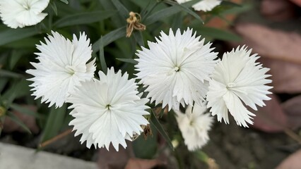 Delicate white dianthus flowers with unique fringed petals gracefully blooming in a verdant garden