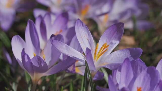 Springtime macro view of violet crocus flower, 4k