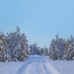 Fototapeta premium ground road among snowbound fir tree forest, winter outdoor travel scene