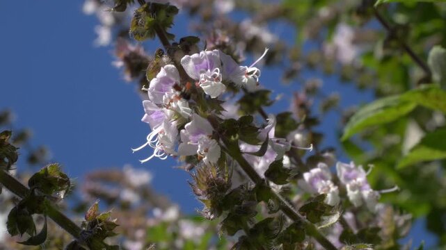 Bee Pollinating A Blooming Sweet Basil Plant - Close Up