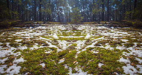 winter snowbound forest glade in light of sparkle sun © Yuriy Kulik