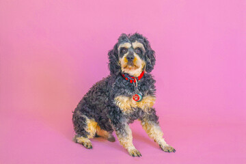 Two cute black and tan cavoodle wearing bow ties postng on pink background in a photo studio