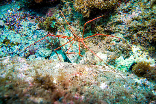 Pfeilgespensterkrabbe