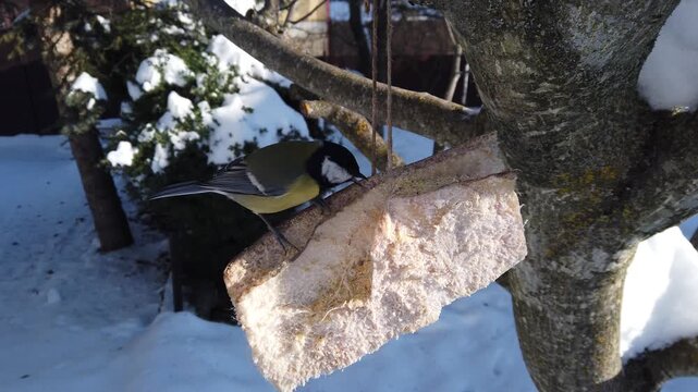  Fast forward view of Great chickadee, Parus major feeding on pork fatback in snowy winter garden 