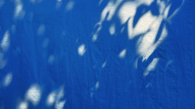 The shifting shadows of moving leaves cast softly across a wall.