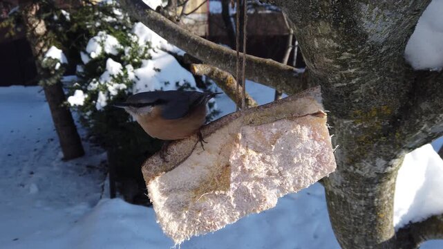 Fast forward view of  Eurasian nuthatch, Sitta europaea feeding on pork fatback in snowy winter garden 