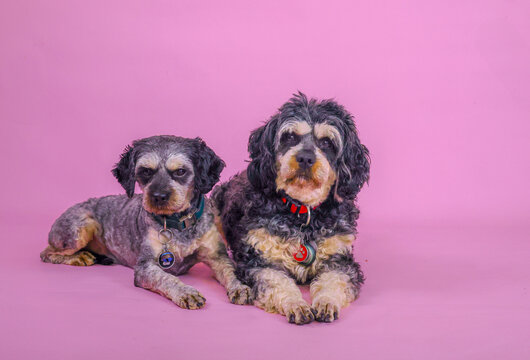 Two cute black and tan cavoodle wearing bow ties postng on pink background in a photo studio