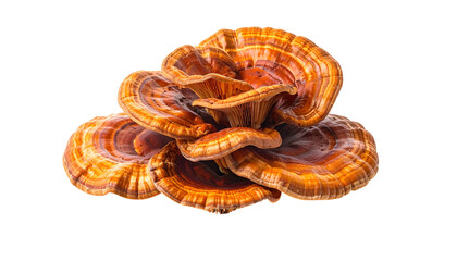 Stacked, multi-layered fungus with vibrant orange and brown hues against a black background