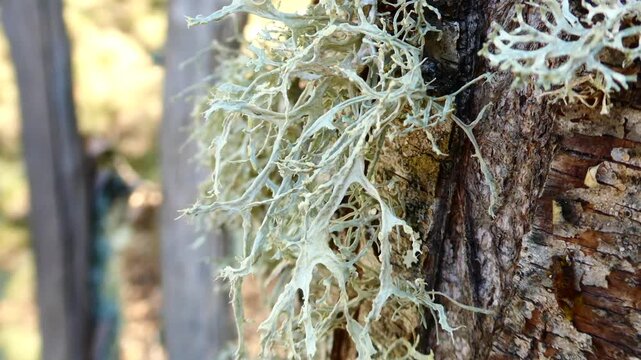 Pale green oakmoss lichen on tree bark