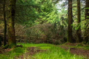 Fallen trees blocking forest clearing after storm damage.
