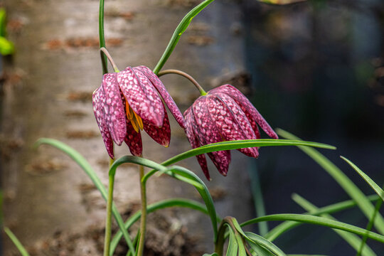 Snake head fritillary Fritillaria meleagris spring flower closeup.