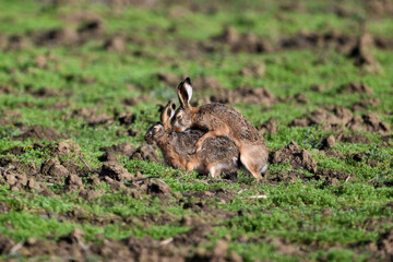 brown hare mating in the grass