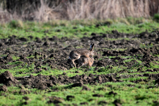 wild hare mating in the grass
