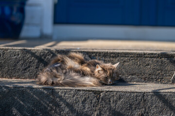 Long haired domestic cat Felis catus sleeping peacefully on warm outdoor steps. © Trygve