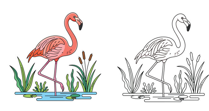 Pink flamingo and black and white outline version for coloring book. Vector illustration of a standing tropical bird in a pond with reeds and grass.