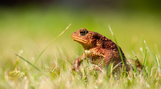 Common toad Bufo bufo resting in green grass wildlife portrait.