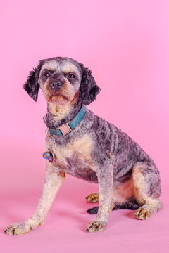 Two cute black and tan cavoodle wearing bow ties postng on pink background in a photo studio