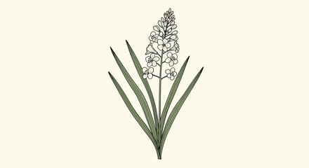 Fototapeta premium A vintage-style botanical illustration of a hyacinth flower with green leaves, rendered in a detailed, engraved line art style.