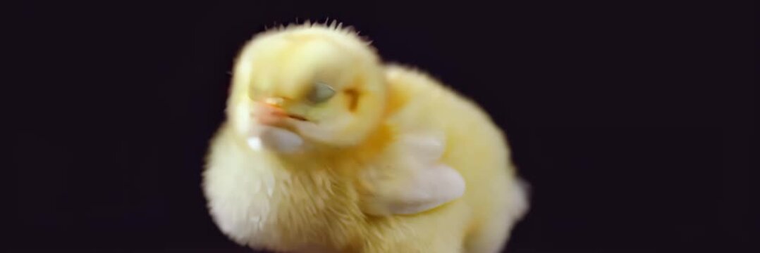 Closeup yellow chick on dark background, wide website banner with copy space for text, spring easter concept.