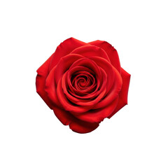 Naklejka premium Ultra realistic uhd photograph of a single vibrant red rose in full bloom with dewy petals and exquisite detail, centered on a uniform transparent studio background, concept for luxury botanical