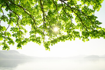 Lake shoreline with fresh green tree branches in early summer, Towada Lake, Akita, Japan