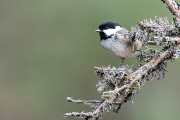 A coal tit perches on a lichen-covered branch, its black, white, and grey plumage contrasting with the soft green background. © John