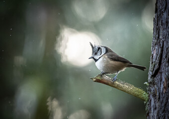 A crested tit perches on a mossy branch in a forest, its distinctive crest raised, looking alert in the soft, dappled light. © John