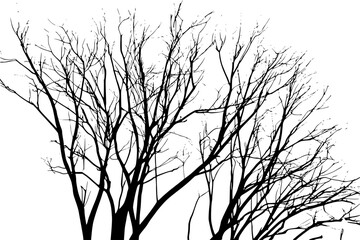 Obraz premium Detailed Silhouette of a Bare Winter Tree