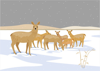 冬の湿原にいるエゾシカのメスの群れのイラスト