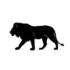 Obraz premium Silhouette of a majestic male lion walking, side profile view, on a white background