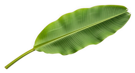 Obraz premium High-quality image of a single green leaf isolated on transparent background