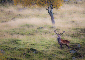 A majestic red deer stag with large antlers stands alert in a grassy field during autumn. The stag is looking directly at the camera, its fur blending with the autumnal colors of the landscape.