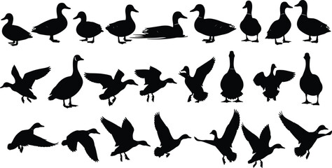 Silhouette collection of ducks and geese in various flying and walking poses, wildlife bird illustrations for nature themes, vector animal design elements © laizuAra