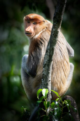 Naklejka premium A proboscis monkey sits on a tree branch, looking alertly into the distance. These monkeys are native to the island of Borneo.