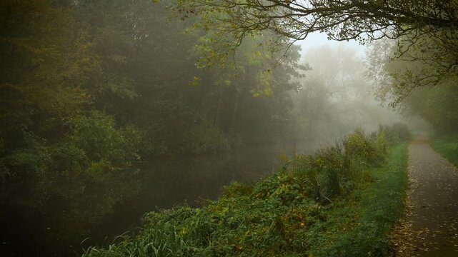 Fog covering forest river path creating calm mysterious mood. Morning fog covering quiet forest path mysterious atmosphere surrounding unknown space. Mist enveloping woodland stream walkway forming