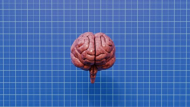 Human brain anatomy 360 rotation
