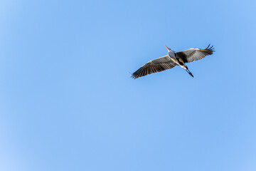 Obraz premium A majestic grey heron glides through a clear blue sky, captured from a low angle view. Its wings are fully spread.