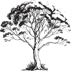 Eucalyptus Tree Hand-drawn Sketch Drawing Vector Illustration, Line Linear Symbol Black and White Engraving, Isolated